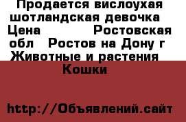 Продается вислоухая шотландская девочка › Цена ­ 5 000 - Ростовская обл., Ростов-на-Дону г. Животные и растения » Кошки   